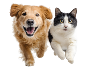 Happy dog and curious cat walking side by side isolated on transparent background