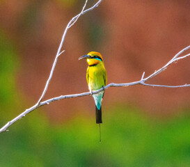 .Rainbow bee Eater 