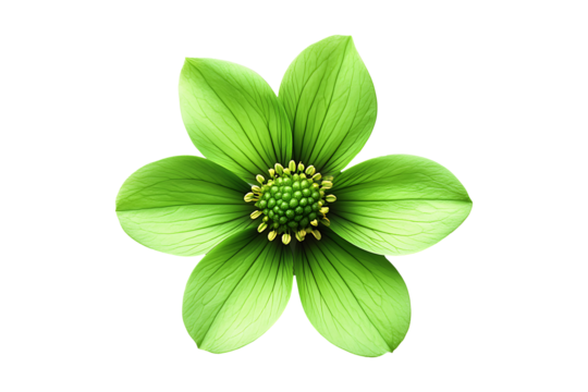 green flower isolated on a transparent background