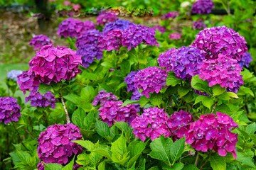 八面山のアジサイ