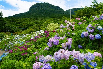 八面山のアジサイ