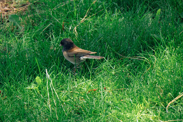 bird on the grass