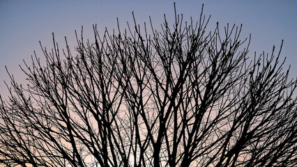 Bare tree branches against dusk sky.