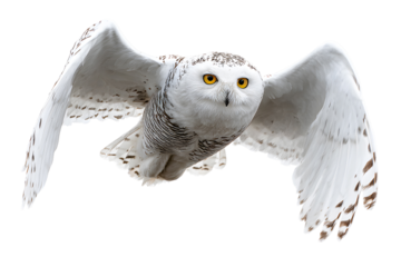Snowy owl in mid flight with wings extended isolated on transparent background