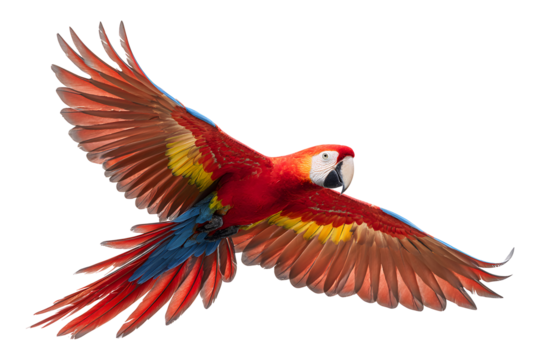 Colorful scarlet macaw in flight with wings spread wide isolated on transparent background