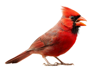 Bright red northern cardinal bird with detailed feathers isolated on transparent background