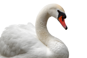 Elegant white swan floating on water isolated on transparent background