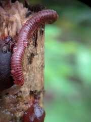 portrait photo of Spirostreptus animal