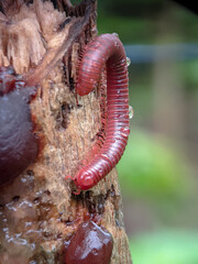 portrait photo of Spirostreptus animal