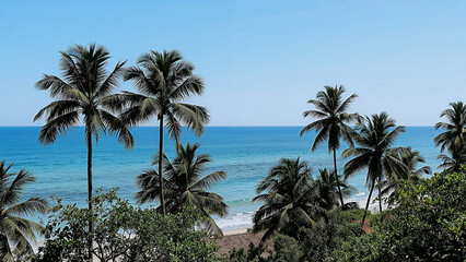 Fototapeta premium Lush palm trees framing a serene ocean view