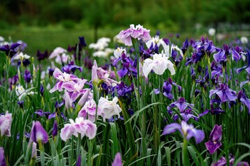 神楽女湖のハナショウブ