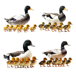 Charming Group of Ducks with Adorable Ducklings in Various Poses