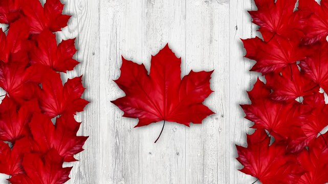 Horizontal animated red mapple leaves on white wooden floor. Concept of canadian flag