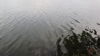 still lake water with soft ripples reflecting sky and trees peaceful nature scene with calm surface and gentle movement perfect for relaxation and serenity