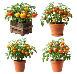 Various Tomato Plants in Unique Pots and Wooden Crate Displayed on White Background