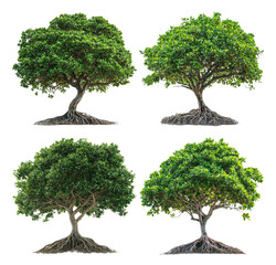 Four Unique Trees with Distinct Roots and Lush Green Foliage in Isolation