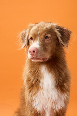 A Nova Scotia Duck Tolling Retriever looks up with a soft expression against an orange background...