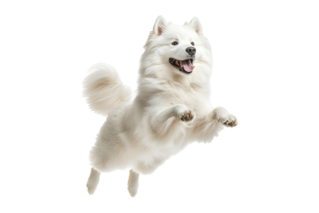 Healthy Samoyed dog jumping isolated on a transparent background