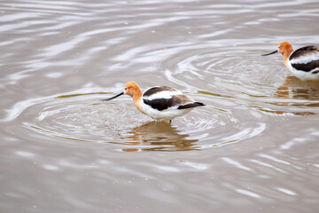 A group of American Avocet in Utah
