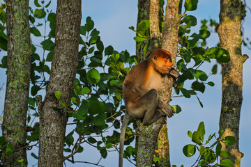 Proboscis Monkey in Tree, the endangered Wildlife of Borneo.
