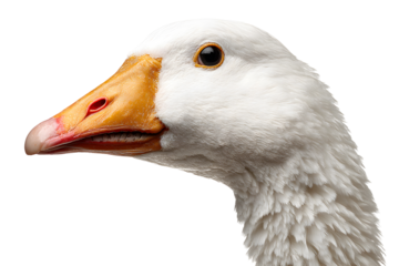 Close-up of a white goose with bright orange beak and detailed feathers isolated on transparent background