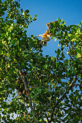 Proboscis Monkey Mid Air Leap Across Canopy