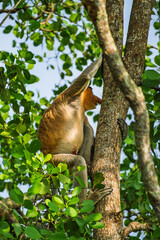 Proboscis Monkey or Bekantan Climbing Tree Trunk in Lush Tropical Forest