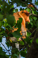 Proboscis Monkey or Bekantan Partially Hidden Among Lush Green Leaves