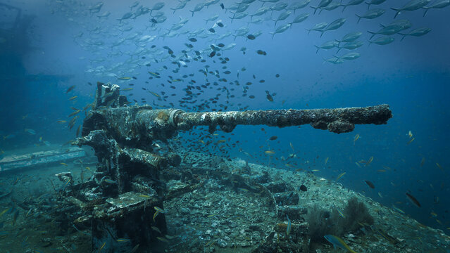Underwater photography of a canon, gun at the united states military shipwreck HTMS Prab Wreck. From a scuba dive in Thailand.