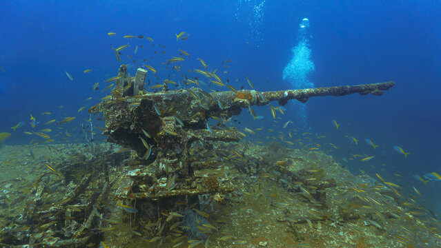 Underwater photography of a canon, gun at the united states military shipwreck HTMS Prab Wreck. From a scuba dive in Thailand.