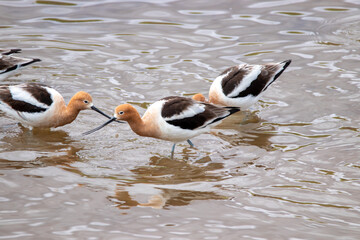 A group of American Avocet in Utah
