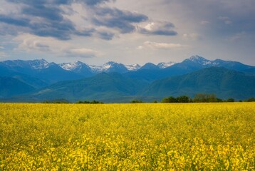 Beautiful spring landscape with yellow colza and snow-capped Carpathian mountains in the background.