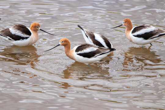 A group of American Avocet in Utah