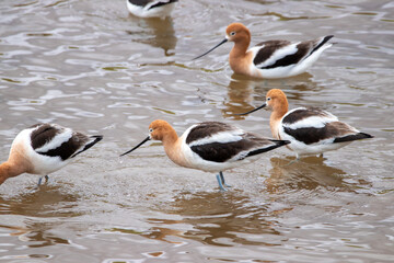 A group of American Avocet in Utah