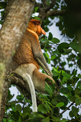 Profile of Proboscis Monkey Resting in Tropical Tree Canopy