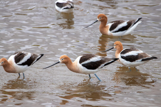 A group of American Avocet in Utah