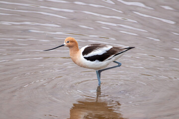 A group of American Avocet in Utah