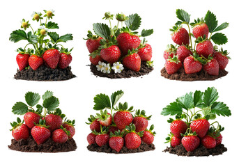 Vibrant Strawberries Growing in Soil with Blossoms and Green Leaves