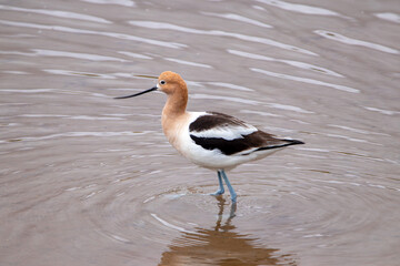A group of American Avocet in Utah