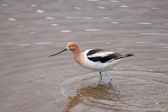 A group of American Avocet in Utah
