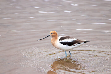 A group of American Avocet in Utah