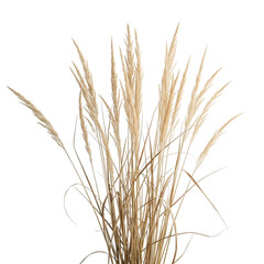 wheat ears isolated on white background