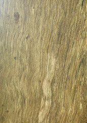 corteza de árbol 2