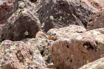 An American Pika in Utah