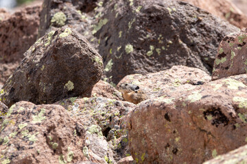 An American Pika in Utah