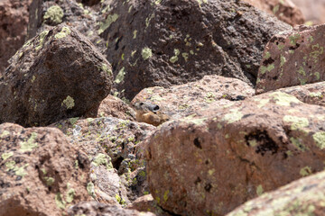 An American Pika in Utah