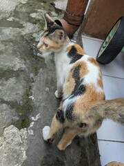 Portrait of a friendly domestic cat making eye contact while approaching on a concrete path.