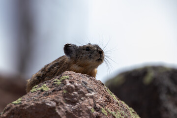 An American Pika in Utah