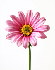 Close up shot of a pink daisy with a yellow center on a white background