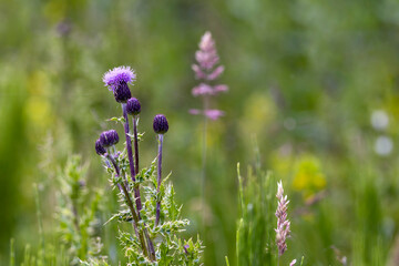 Scottish Thistle in Wildflower Clearing During Summer